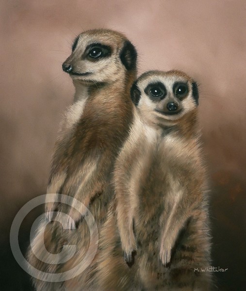 Meerkats