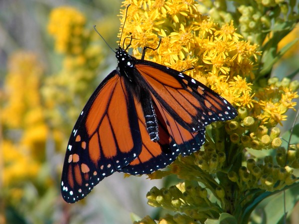 Monarch Butterfly II