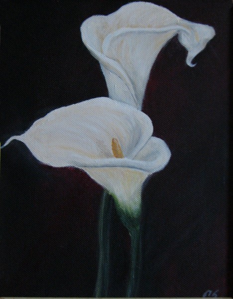 Calla Lillies (2)