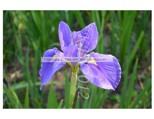 Purple Flower in a Field