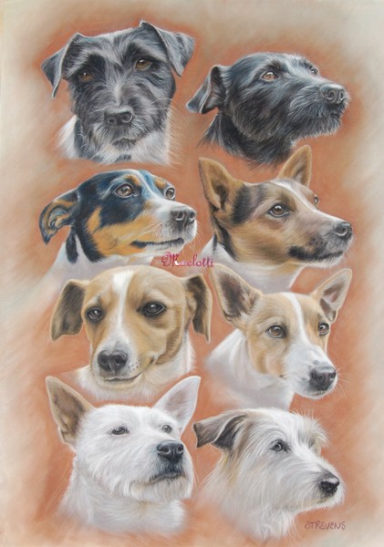 pastel on velour of eight terriers complete, 