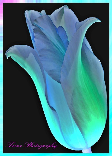 Neon Tulip