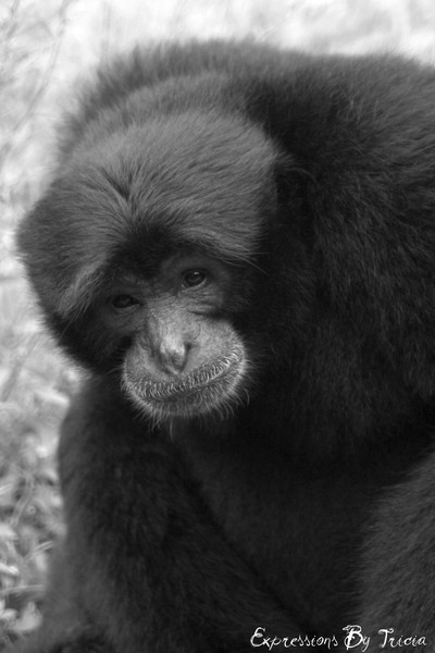 Siamang Black and White
