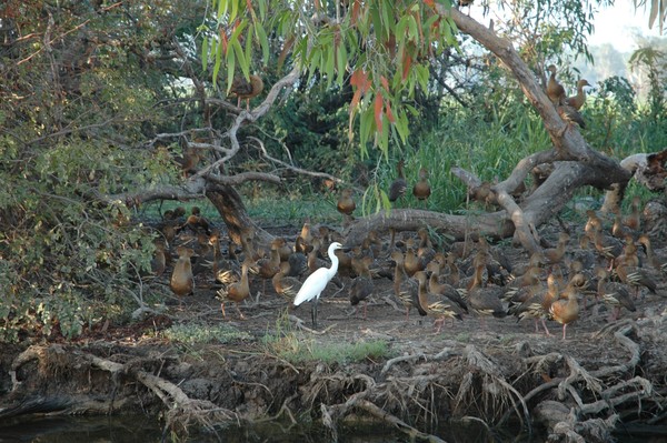 Wildlife galore in Northern Territory Wet Lands