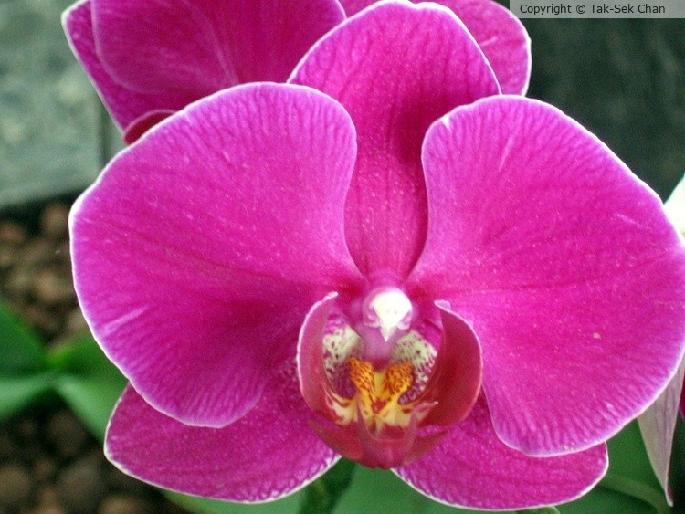 Moth Orchid (Phalaenopsis aphrodite) 06-13-2007
