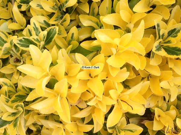 Yellow's Delight, E-Copy of Photo