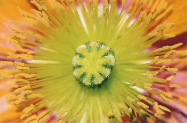 Icelandic Poppy Study No.1