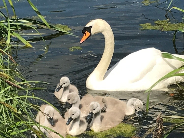 Swan family