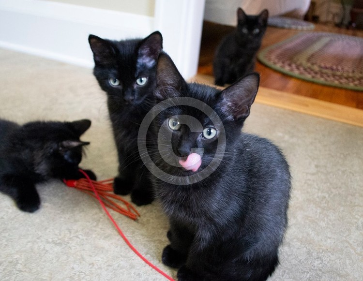 group of black kittens