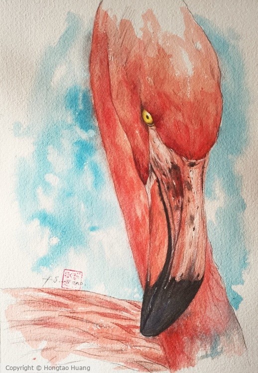 Watercolor -Flamingao