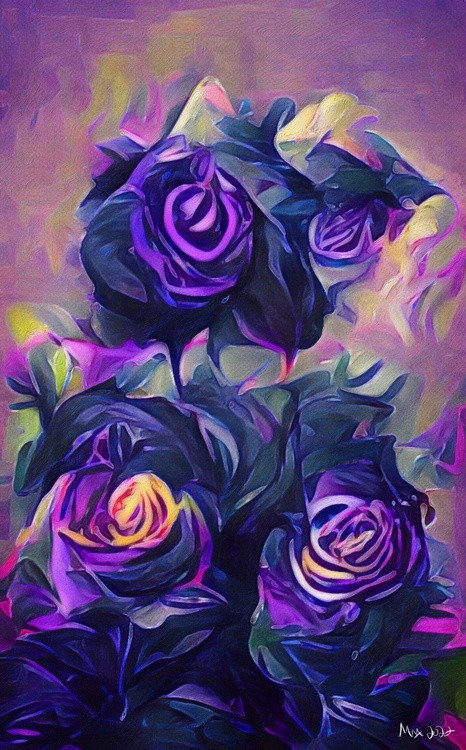 Black and Purple Roses