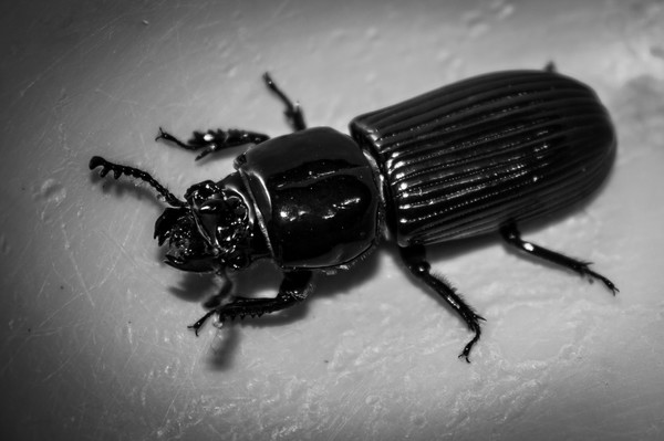 Beetle (14)