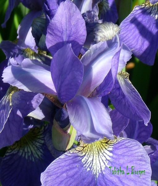 Iris Maidens