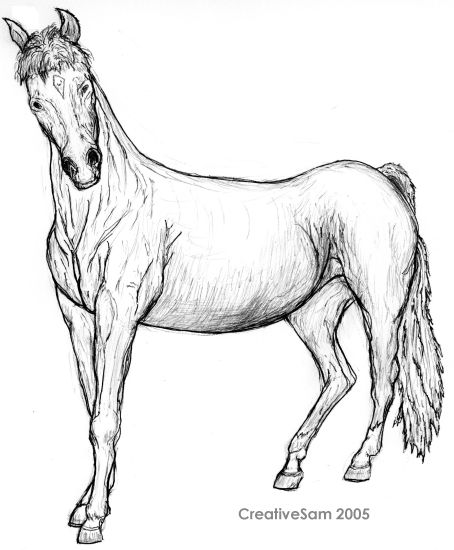 Quizical Horse