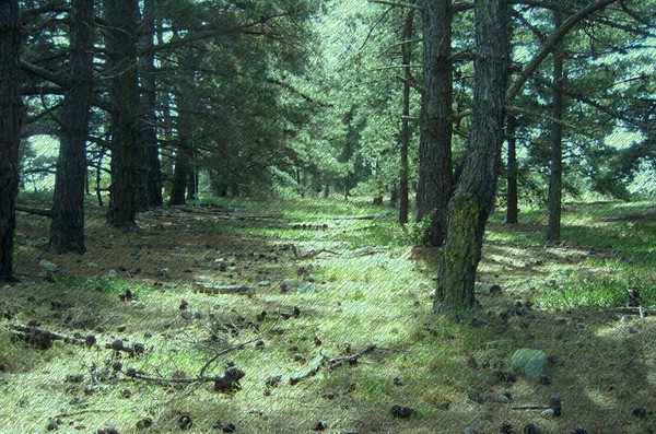 Haulashore Island Forest