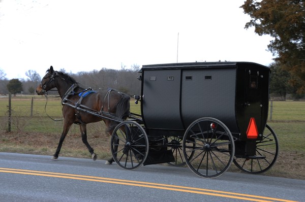 Amish Buggy