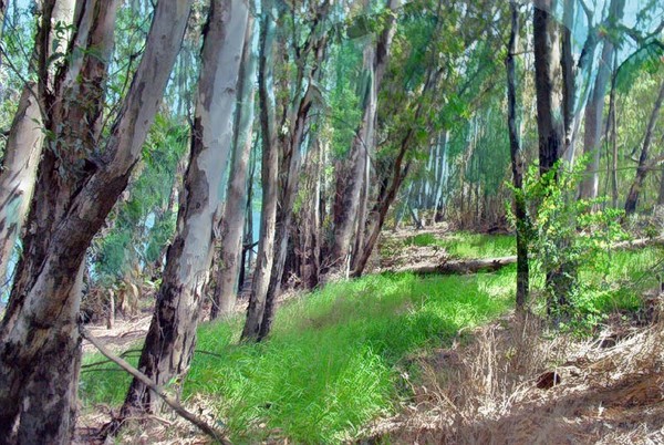 EucalyptusGrove