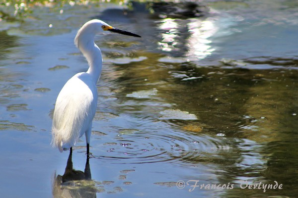 Egret in a lake