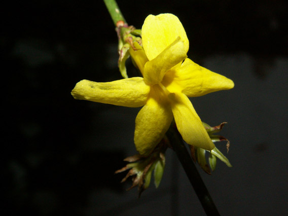 Winter Flowering Jasmine