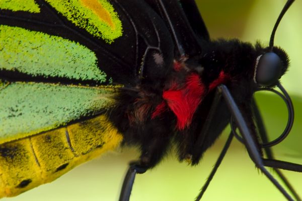 Cairns Birdwing Butterfly