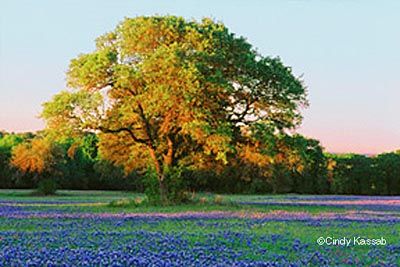 Oak Tree & Bluebonnets