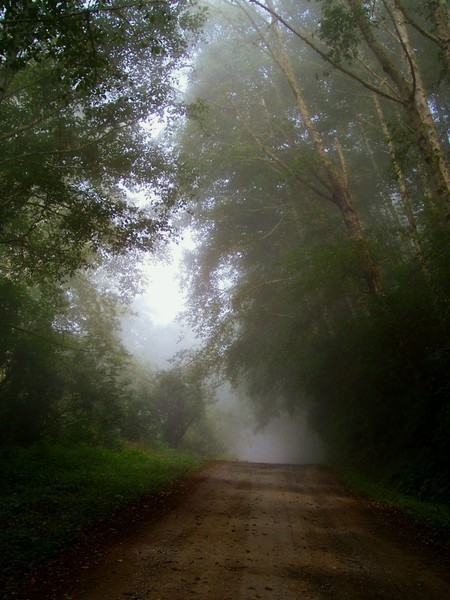 Forest Road in Fog