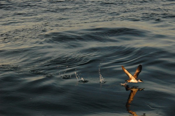 Audubon Shearwater Running on water