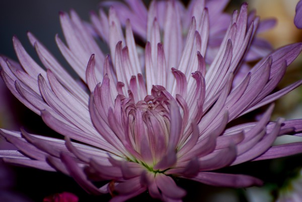 Carnation purple