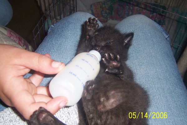 Newborn Kitten 2