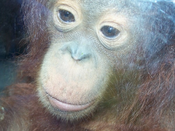 Lingga from Monkey World