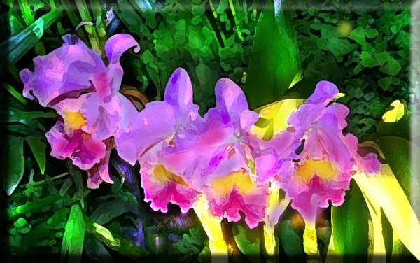 Glowing Orchids