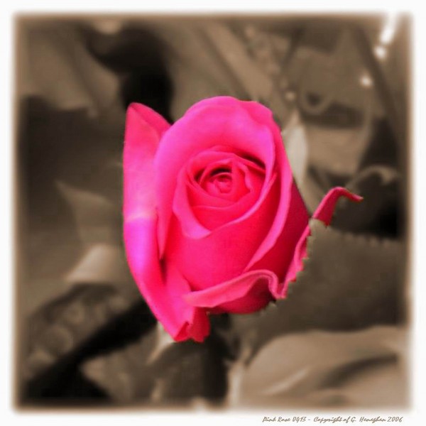 Pink Rose B&W