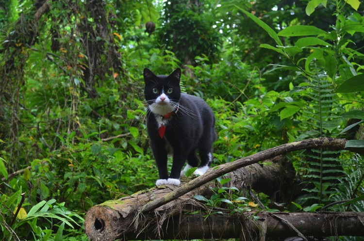 YinYang After The Hurricane In The Jungle