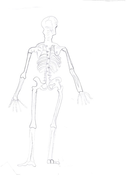 skeletal 