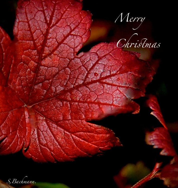 Merry  Christmas AW  member  +staff ! 