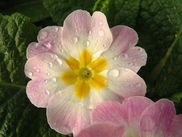 Rain on flower