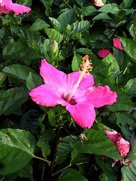 Hibiscus