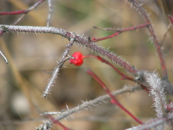 Naturephotos2008