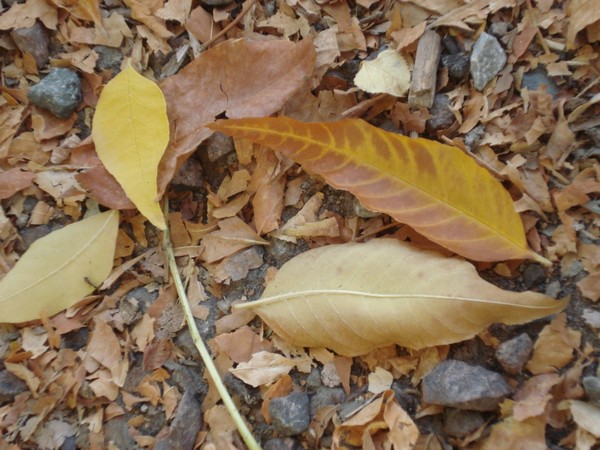 Automn leaves