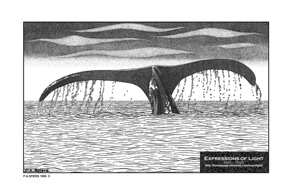 ExpoLight-Graphic-Arts-Whale-0002M (Sample Proof-A