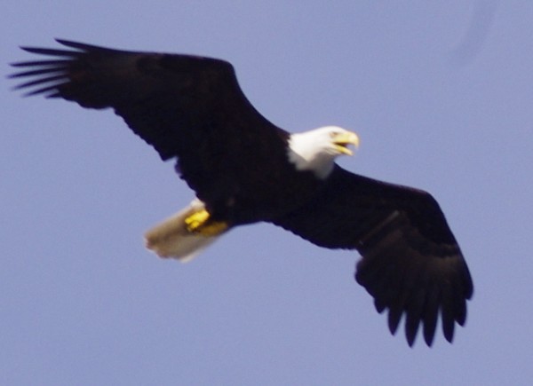 American Bald Eagle in Alaska  