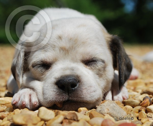 sleeping with pet rock