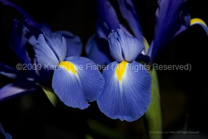 Irises