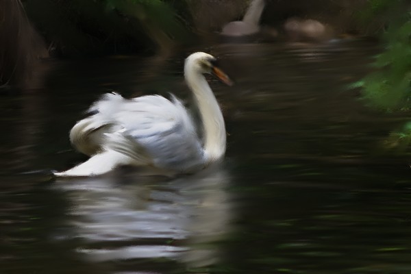 Swan Pond