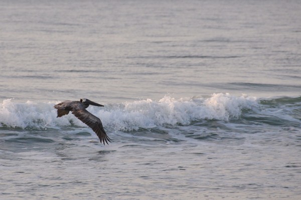 Myrtle Beach Pelican