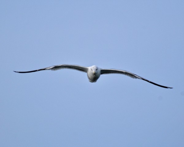 Gull