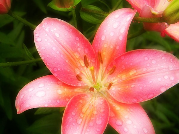 Pink Day Lilly