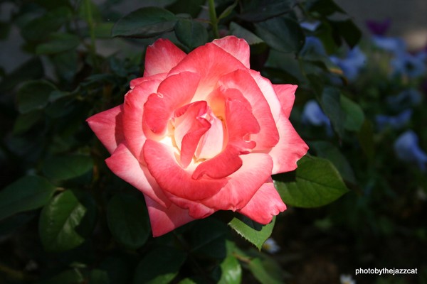 pink tipped rose