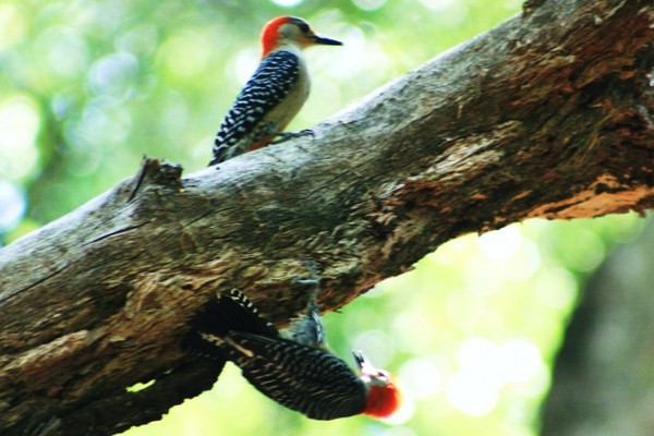 Twin Woodpeckers