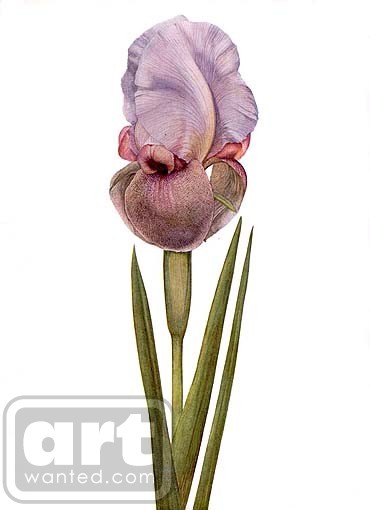 Irises Loretetii
